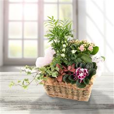 Planted Basket