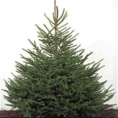 Christmas Tree 8ft