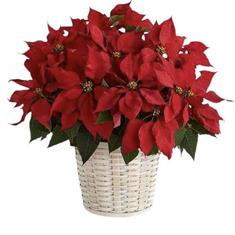 Poinsenttia Arrangement 
