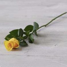 Single Rose 