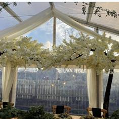 3m Tall Ivory Blossom Trees Hire
