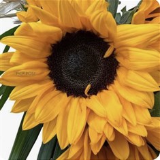 Single Stem Sunflower