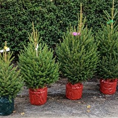 5ft Potted Tree 