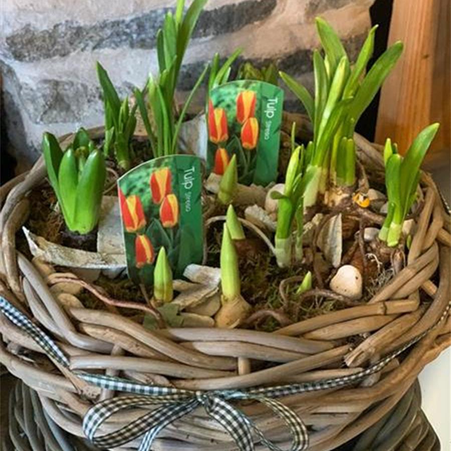 Plant Lovers arrangements that last