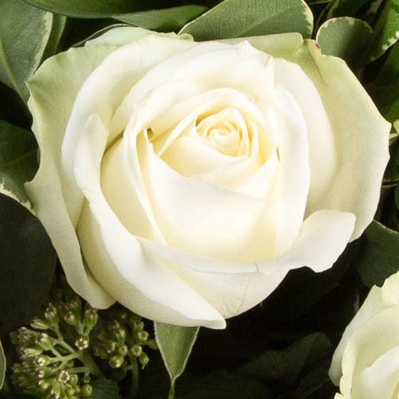 White Roses Sturdy Dozen Long Stemmed White Roses The Diamond Bouquet Florist Cupar